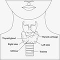 Human larynx anatomy Royalty Free Stock Photo