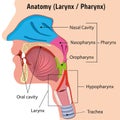 Human Larynx and Internal Pharynx Anatomy Head Illustration, Close