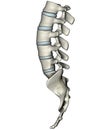 Human lateral lumbosacral spine