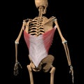 Human latissimus dorsi muscles on skeleton