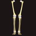 The human leg is the entire lower extremity or limb of the human body