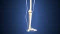 3d illustration of skeleton leg bone anatomy Royalty Free Stock Photo