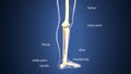 3d illustration of skeleton leg bone anatomy Royalty Free Stock Photo