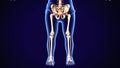 3d render of human skeleton lower leg pain anatomy