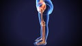 3d render of human skeleton lower leg pain anatomy Royalty Free Stock Photo