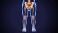 3d render of human skeleton lower leg pain anatomy