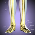 3d illustration of skeleton leg bone anatomy Royalty Free Stock Photo