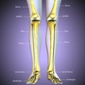 3d illustration of skeleton leg bone anatomy Royalty Free Stock Photo