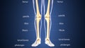 3d illustration of skeleton leg bone anatomy Royalty Free Stock Photo