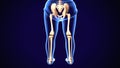 3d render of human skeleton lower leg pain anatomy