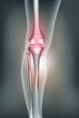 Human leg, knee anatomy Royalty Free Stock Photo