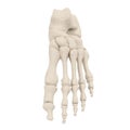 Human Legs Skeleton Bones on white. 3D illustration Royalty Free Stock Photo