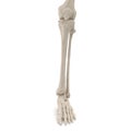 Human Legs Skeleton Bones on white. 3D illustration