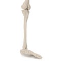 Human Legs Skeleton Bones on white. 3D illustration Royalty Free Stock Photo