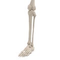 Human Legs Skeleton Bones on white. 3D illustration Royalty Free Stock Photo