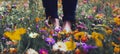 Human legs, someone standing, walking, trampling on a field full of flowers. Closeup to the ground. Royalty Free Stock Photo