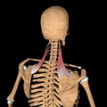 Human levator scapulae muscles on skeleton