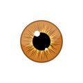 Human light brown eyeball iris pupil isolated on white background. Eye