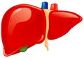 Human liver Royalty Free Stock Photo