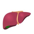 human liver vector illustration graphic background Royalty Free Stock Photo