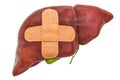 Human liver with adhesive bandages. Treatment of liver concept