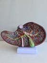 Human liver anatomy closeup. Human liver anatomy closeup. Realistic anatomy structure of liver organ of hepatic system and organ