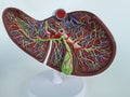 Human liver anatomy closeup. Realistic anatomy structure of liver organ of hepatic system and organ of digestive gallbladder