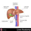 Human Liver Anatomy