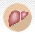 Human liver anatomy flat colours icon for apps and websites