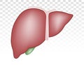 Human liver anatomy with gallbladder flat colours icon for apps and websites