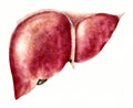 Human liver anatomy illustration