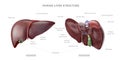 Human liver anatomy