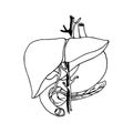 Human liver with blood vessels, stomach and pancreas, digestive system organs