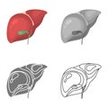 Human liver color flat, line, simple and monochrome icon set