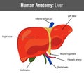 Human Liver detailed anatomy. Vector Medical