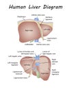 Human Liver Diagram