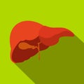 Human liver flat icon with shadow