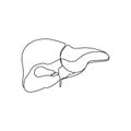 Human liver with gallbladder one line art. Continuous line drawing of human, internal, organs, gastrointestinal tract.