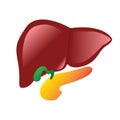 Human liver, gallbladder, pancreas anatomy Royalty Free Stock Photo