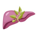 Human liver. Healthy liver concept. Digestive system. Vector illustration