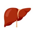 Human liver icon, flat style