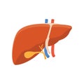 Human liver icon Royalty Free Stock Photo