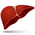 Human liver illustration