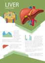 Human liver infographic