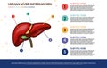 human liver infographic vector template concept with text of various color