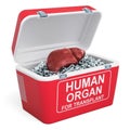 Human liver inside portable fridge for transporting donor organs