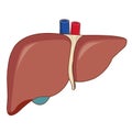 Human liver is a major organ.