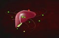 Human Liver protected. Medical science Royalty Free Stock Photo