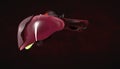 Human Liver renewed and protected. Medical science illustration. Royalty Free Stock Photo
