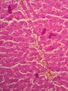 Human liver tissue